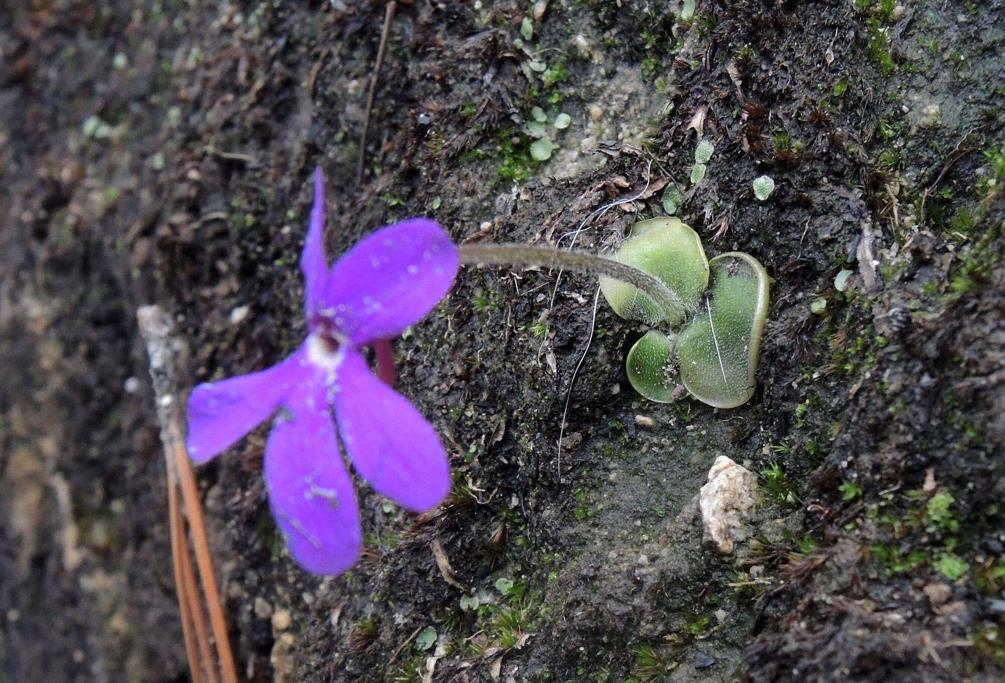 Pinguicula oblongiloba A. DC.的圖片