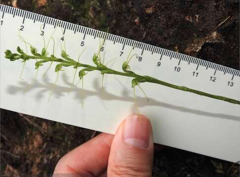 Image of Long Tentacle Orchid