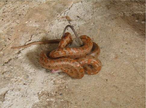 Image of European Ratsnake