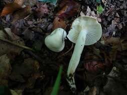 Слика од Hygrophorus discoxanthus (Fr.) Rea 1908