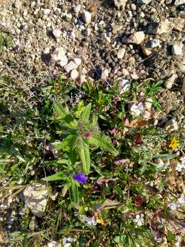 Image of Cretan viper's bugloss