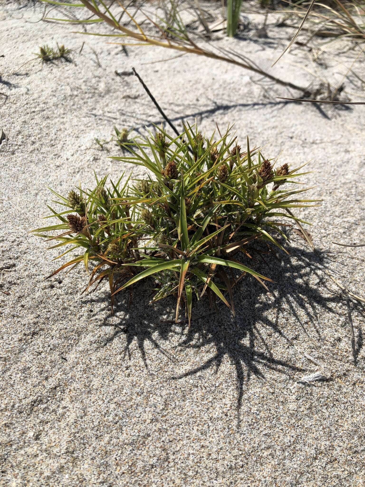 Слика од Cyperus pedunculatus (R. Br.) J. Kern