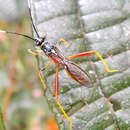 Image of Hyalymenus (Hyalymenus) vespiformis (Fabricius 1803)