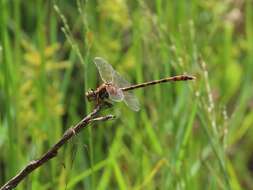 Imagem de Progomphus alachuensis Byers 1939