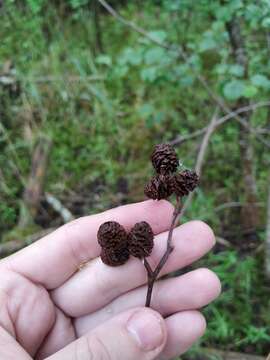 Image of Alnus pubescens Tausch