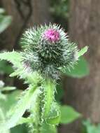 Image of curly plumeless thistle