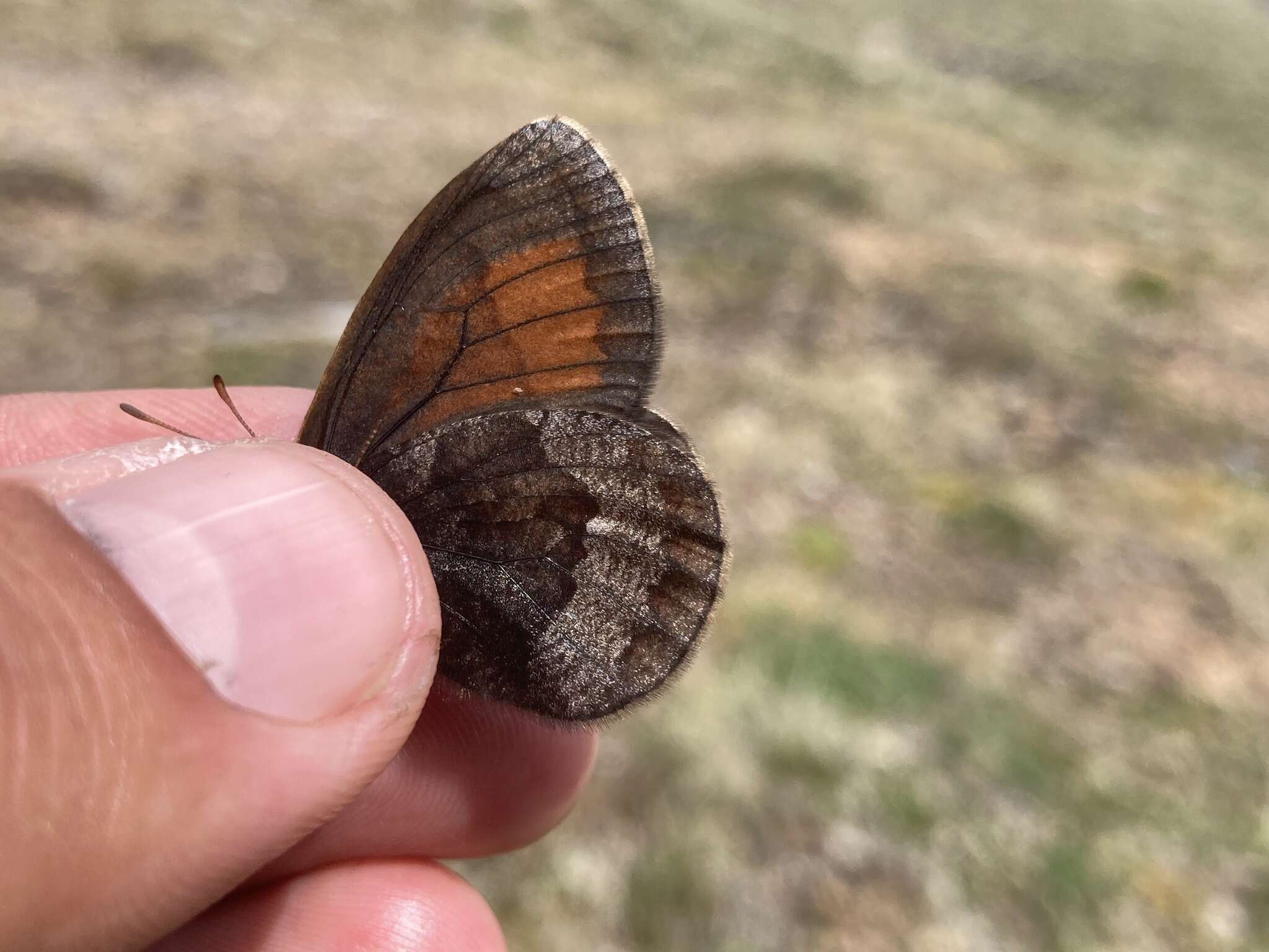 Erebia fasciata Butler 1868 resmi