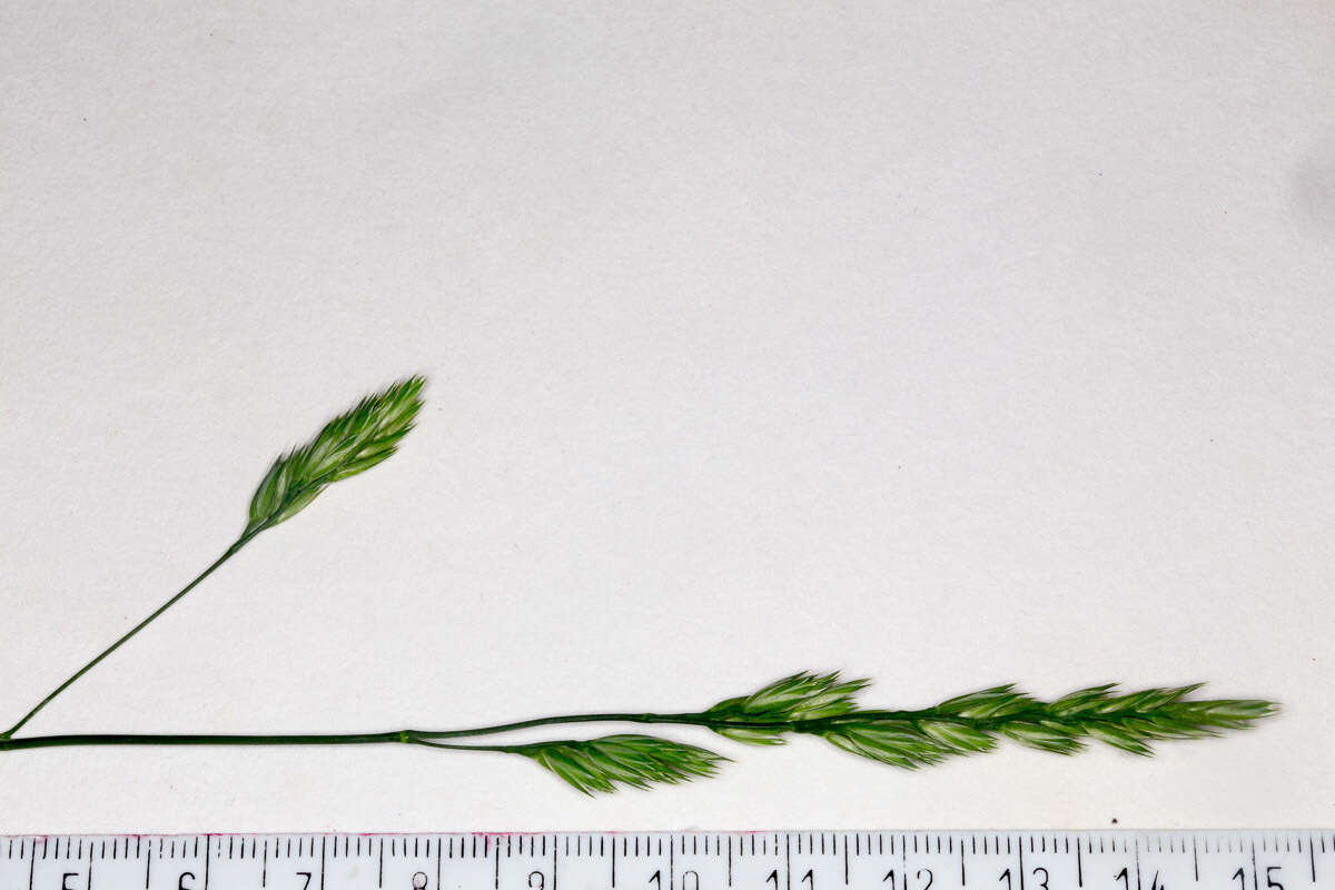 Image of Cocksfoot or Orchard Grass