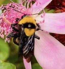 Imagem de Bombus transversalis (Olivier 1789)