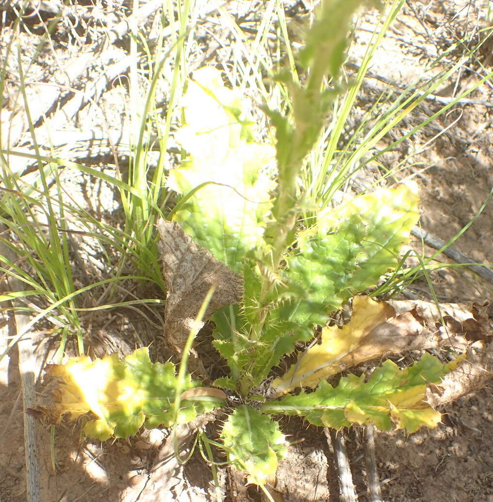 Image of Berkheya carlinoides (Vahl) Willd.