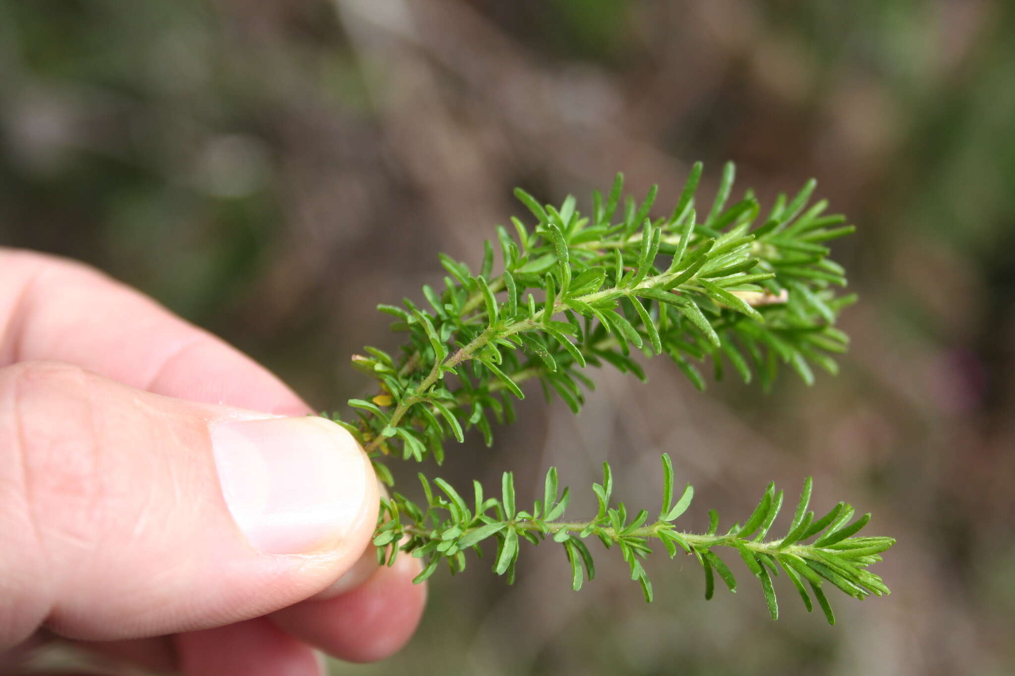 Sivun Oxalis tenuifolia Jacq. kuva