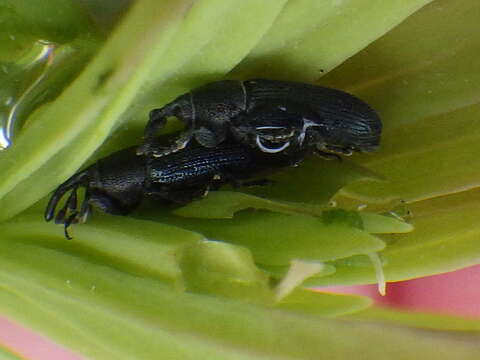 Image of Yellow toadflax stem weevil