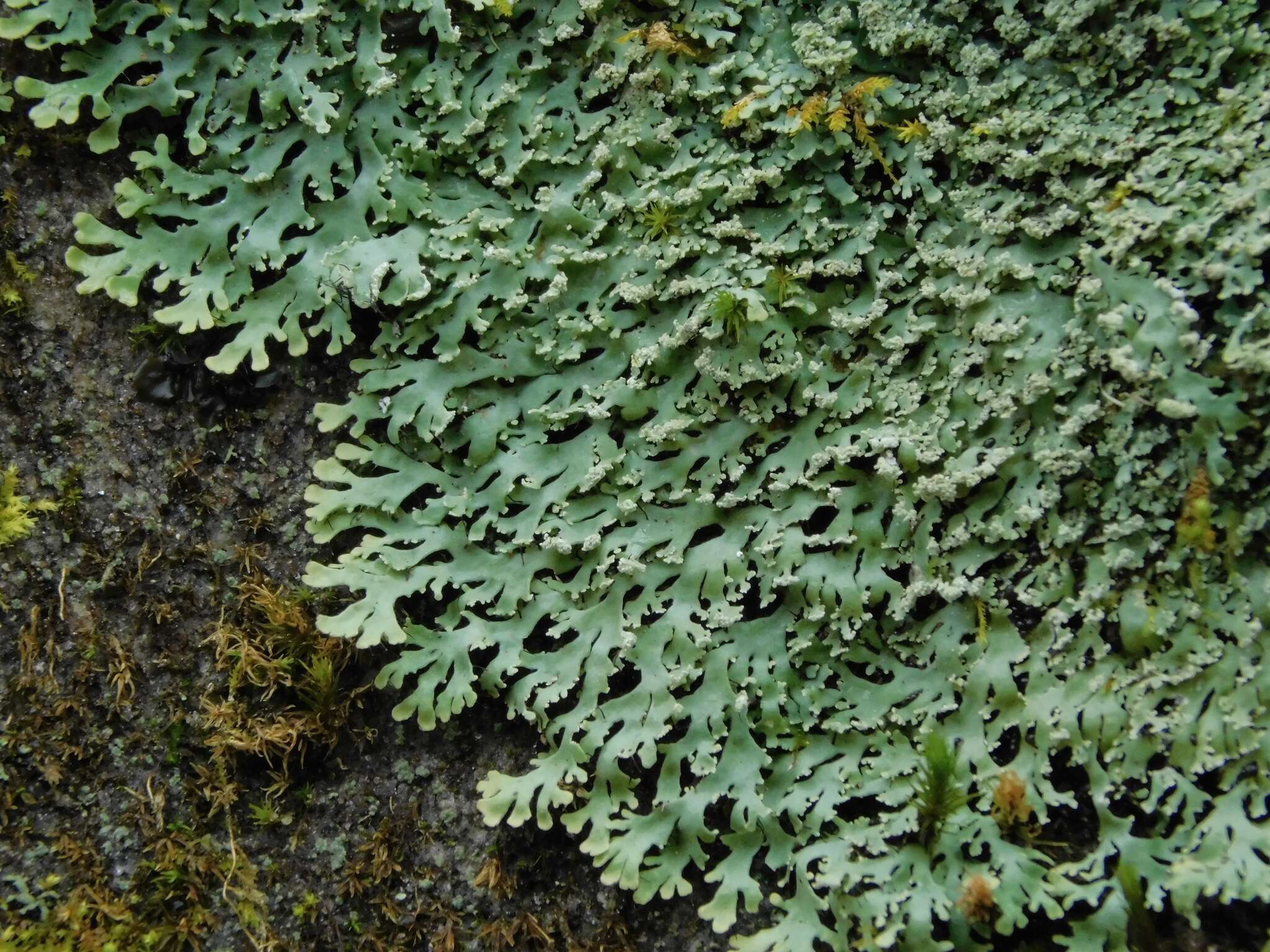 Image of Casarett's shield lichen