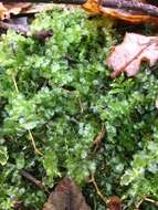 Image of many-fruited thyme-moss