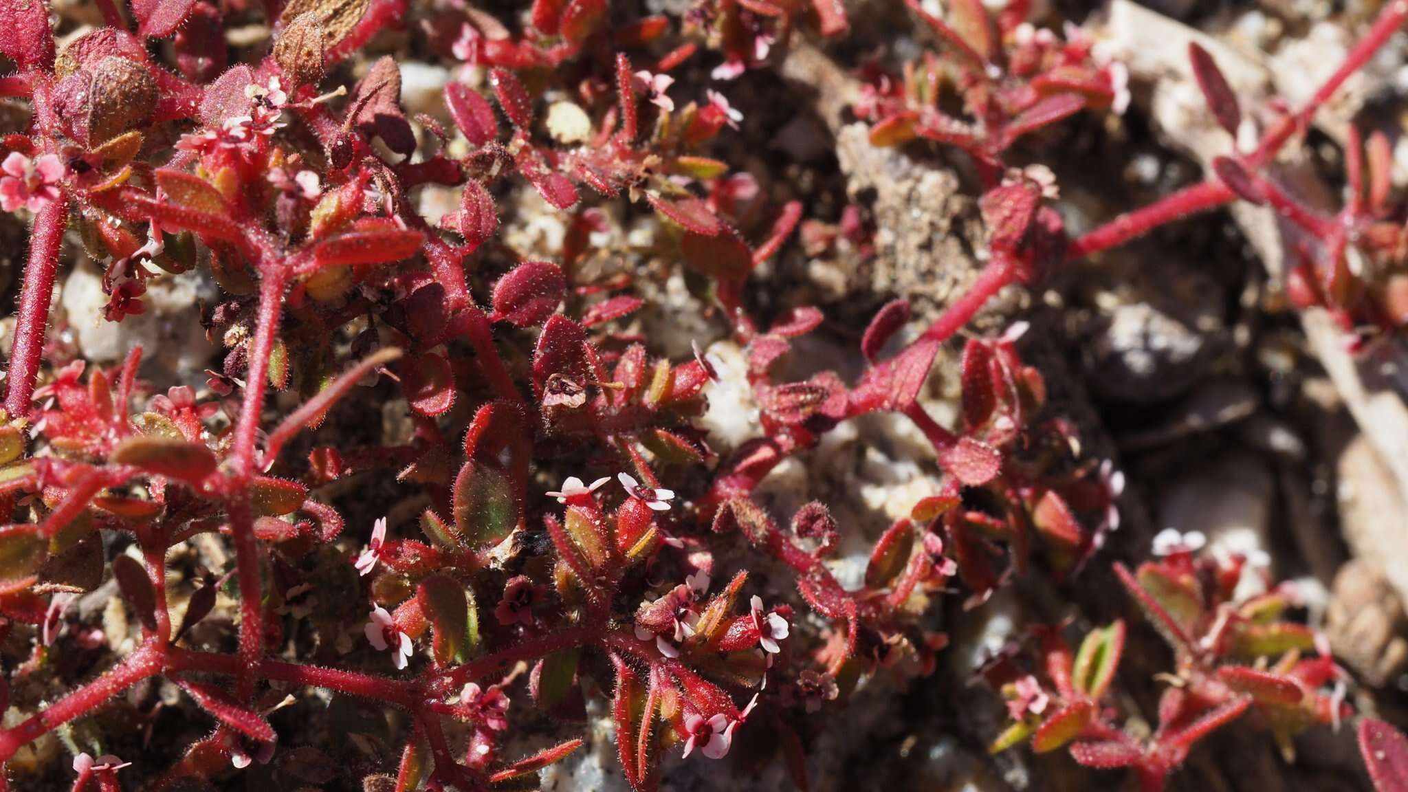 Слика од Euphorbia arizonica Engelm.