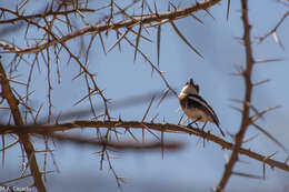 Image of Pygmy Batis