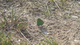 Imagem de Callophrys rubi (Linnaeus 1758)