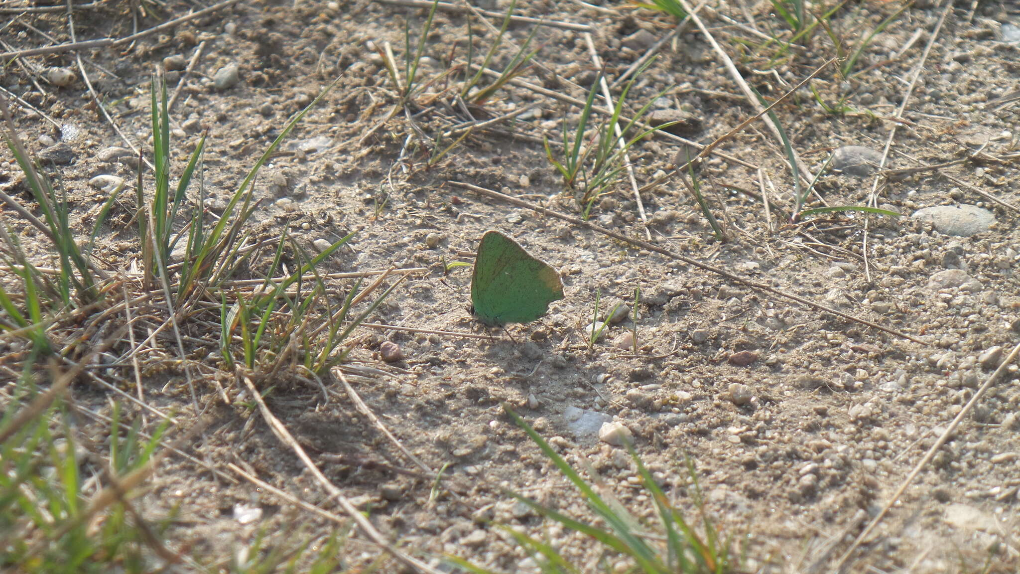 Plancia ëd Callophrys rubi (Linnaeus 1758)