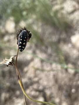 Слика од Acmaeodera gibbula Le Conte 1858