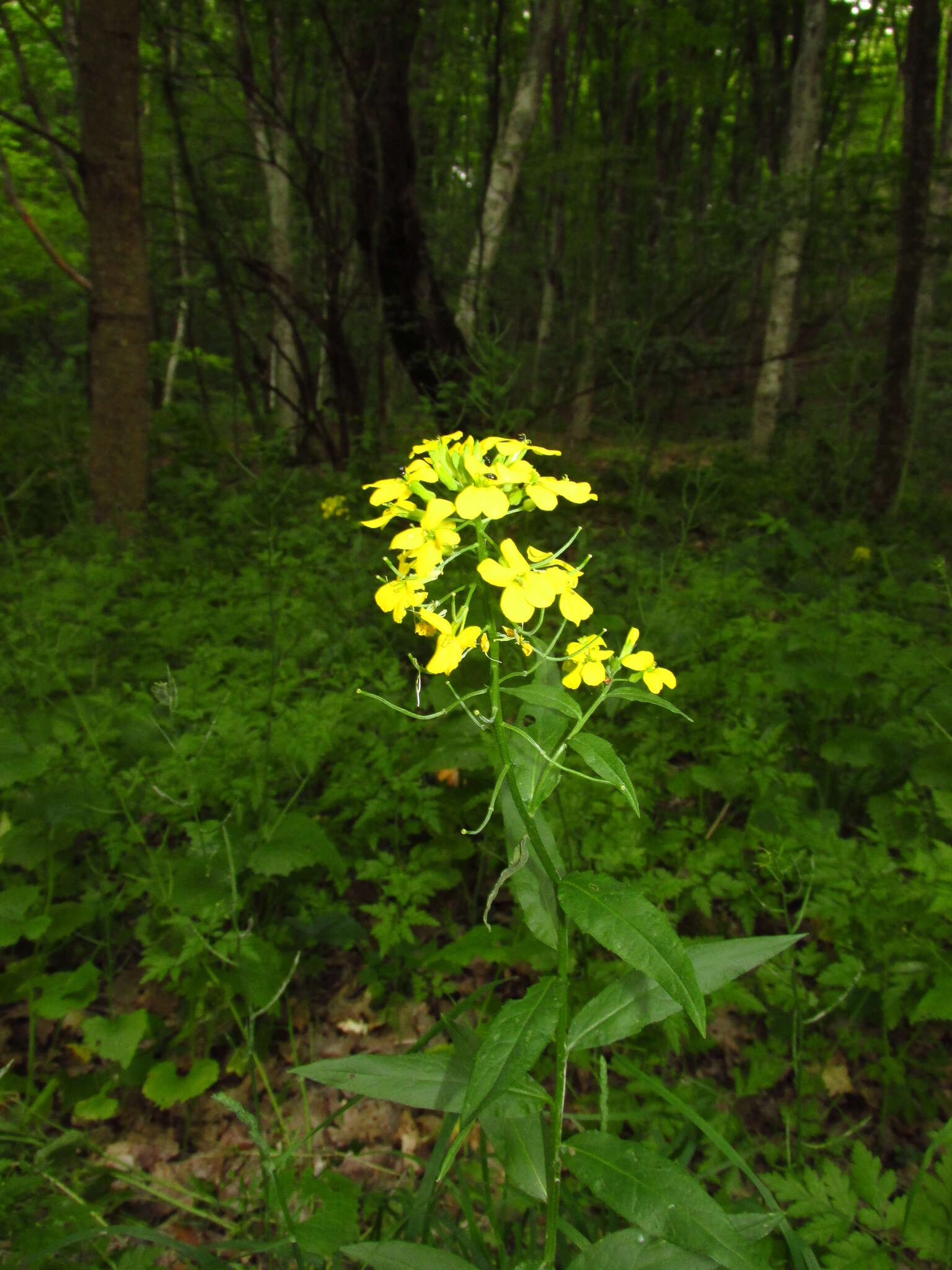 Image of Erysimum aureum M. Bieb.