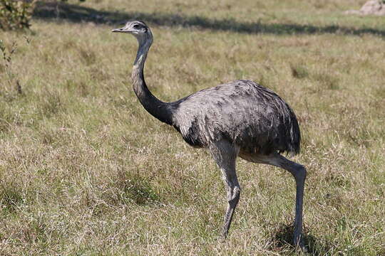 Image of Rhea americana araneipes Brodkorb 1938