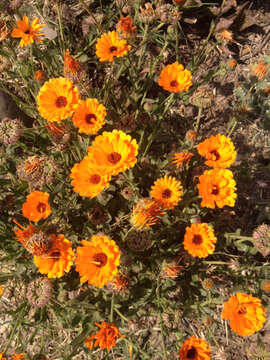 Image of pot marigold