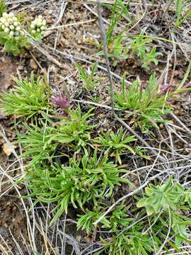 Penstemon aridus Rydb.的圖片