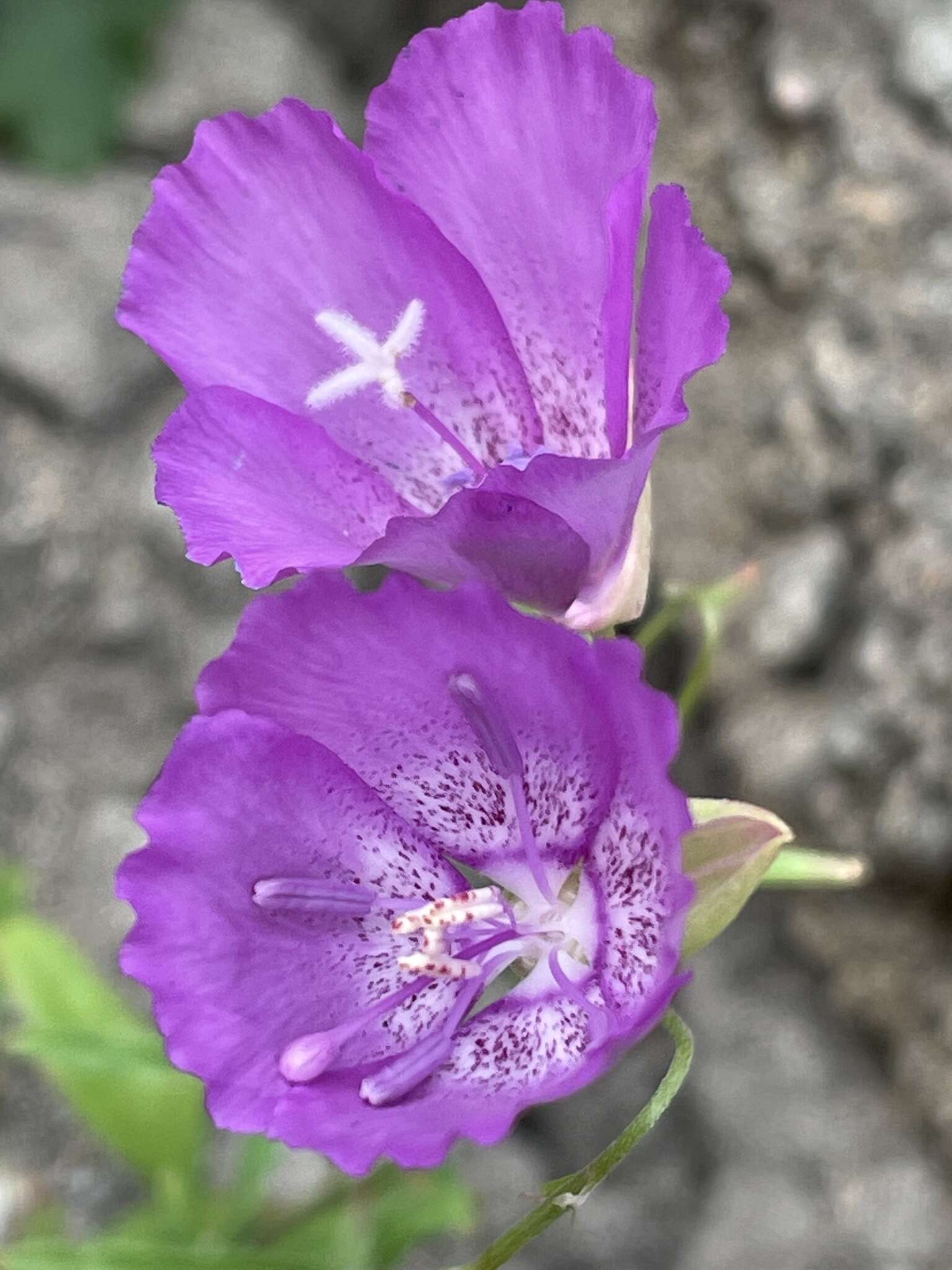 Plancia ëd Clarkia lewisii P. H. Raven & D. R. Parnell