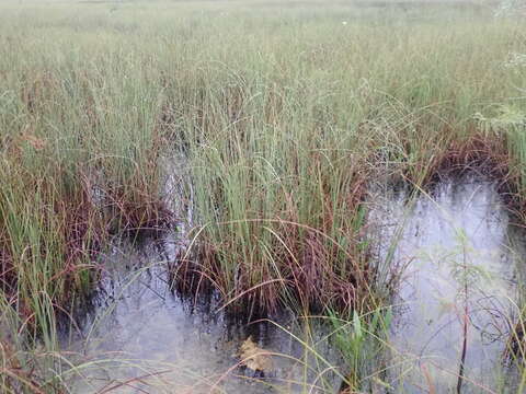 Image of Fen Sedge