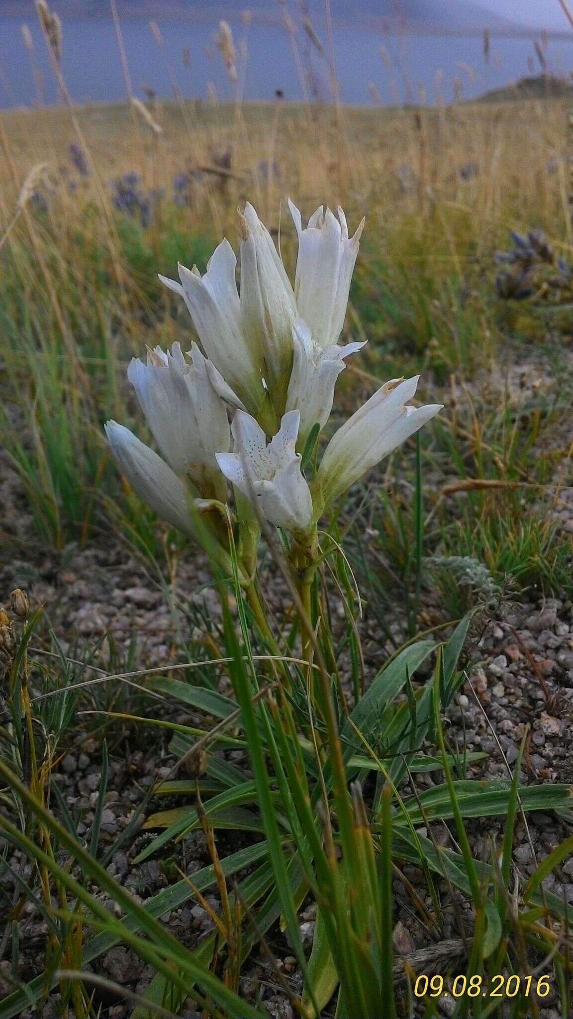 صورة Gentiana decumbens L. fil.