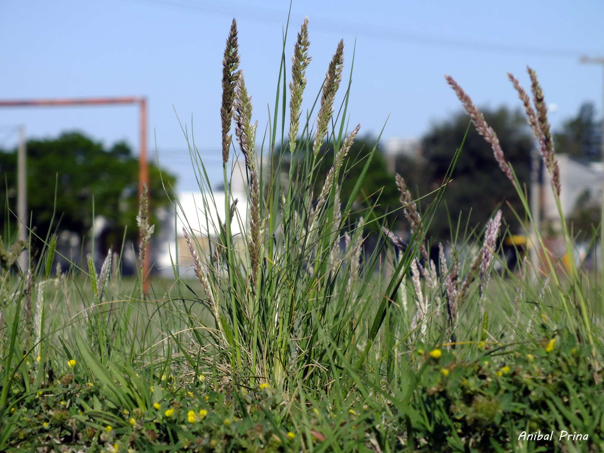 Image of Poa ligularis Nees ex Steud.