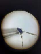 صورة Orthopodomyia signifera (Coquillett 1896)