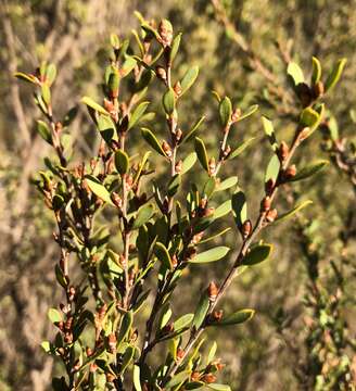 Image of green teatree