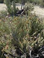 Sivun Cylindropuntia tesajo (Engelm. ex J. M. Coult.) F. M. Knuth kuva