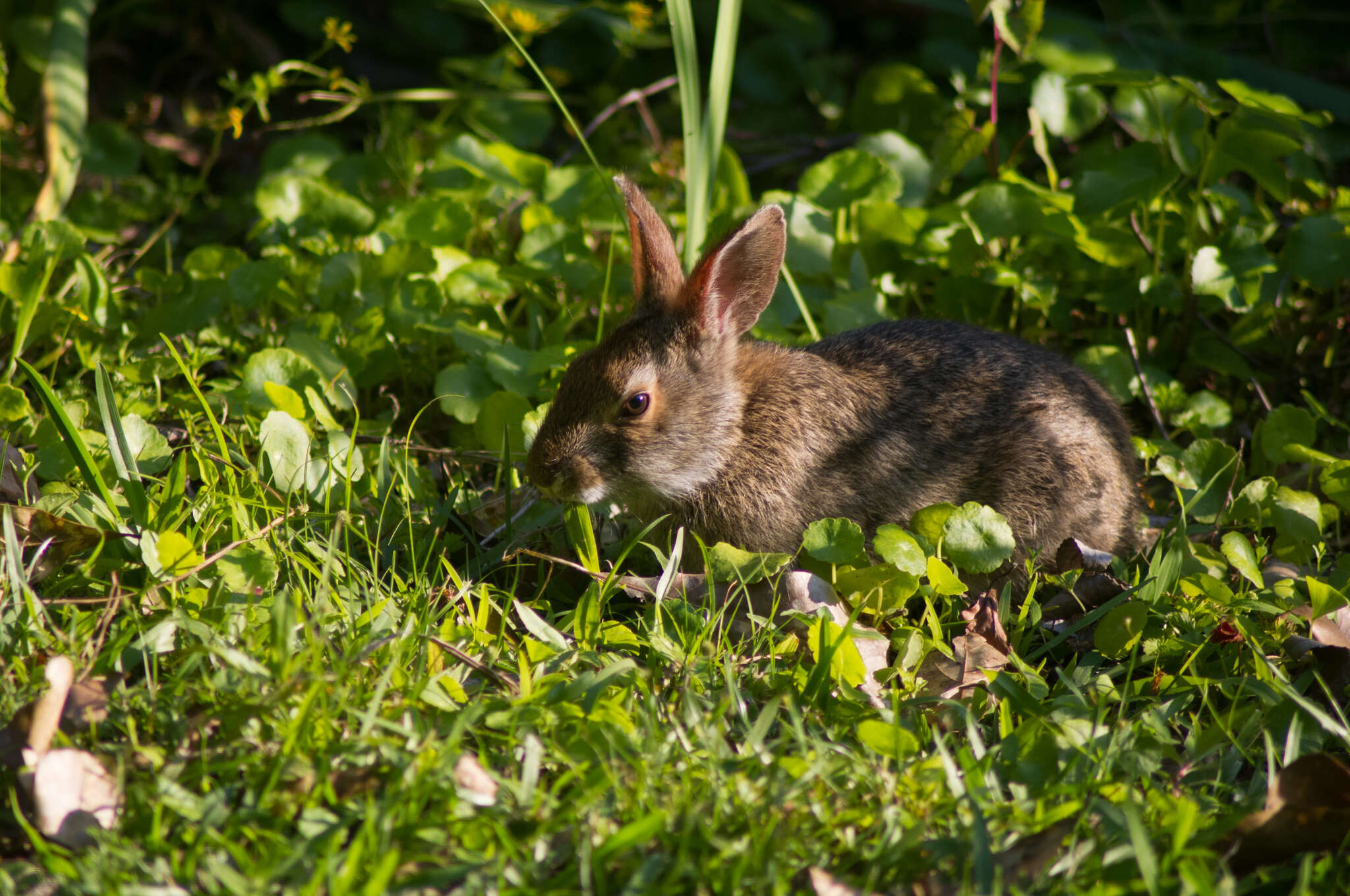 Image of Swamp Rabbit