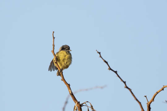 Image of Cape Penduline Tit