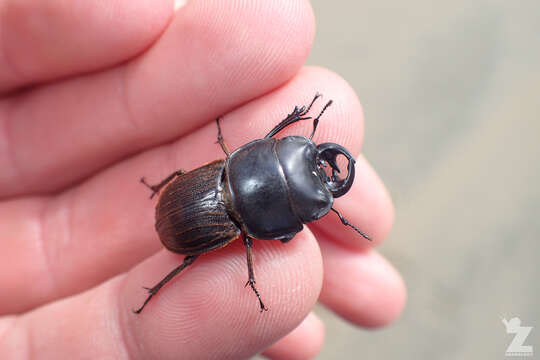 Image of Helms' stag beetle