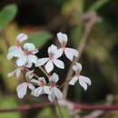 Image of Pelargonium quinquelobatum Hochst. ex A. Rich.