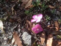 Image of Oenothera deserticola (Loes.) Munz