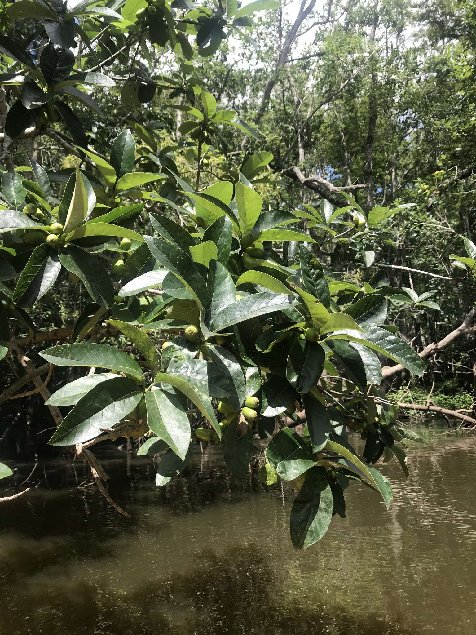 Image of Ogeechee tupelo