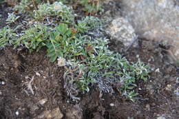 Image de Antennaria monocephala DC.