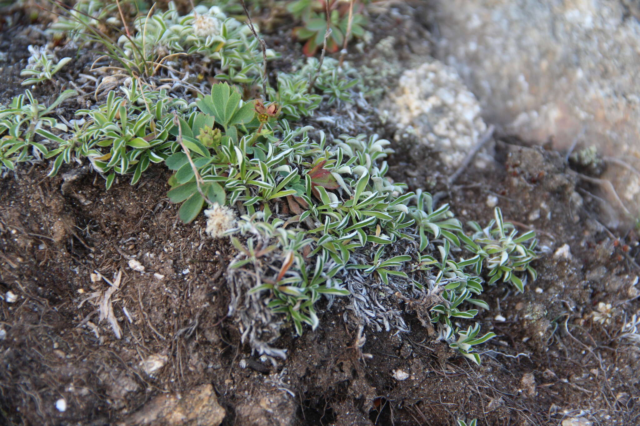 Image de Antennaria monocephala DC.