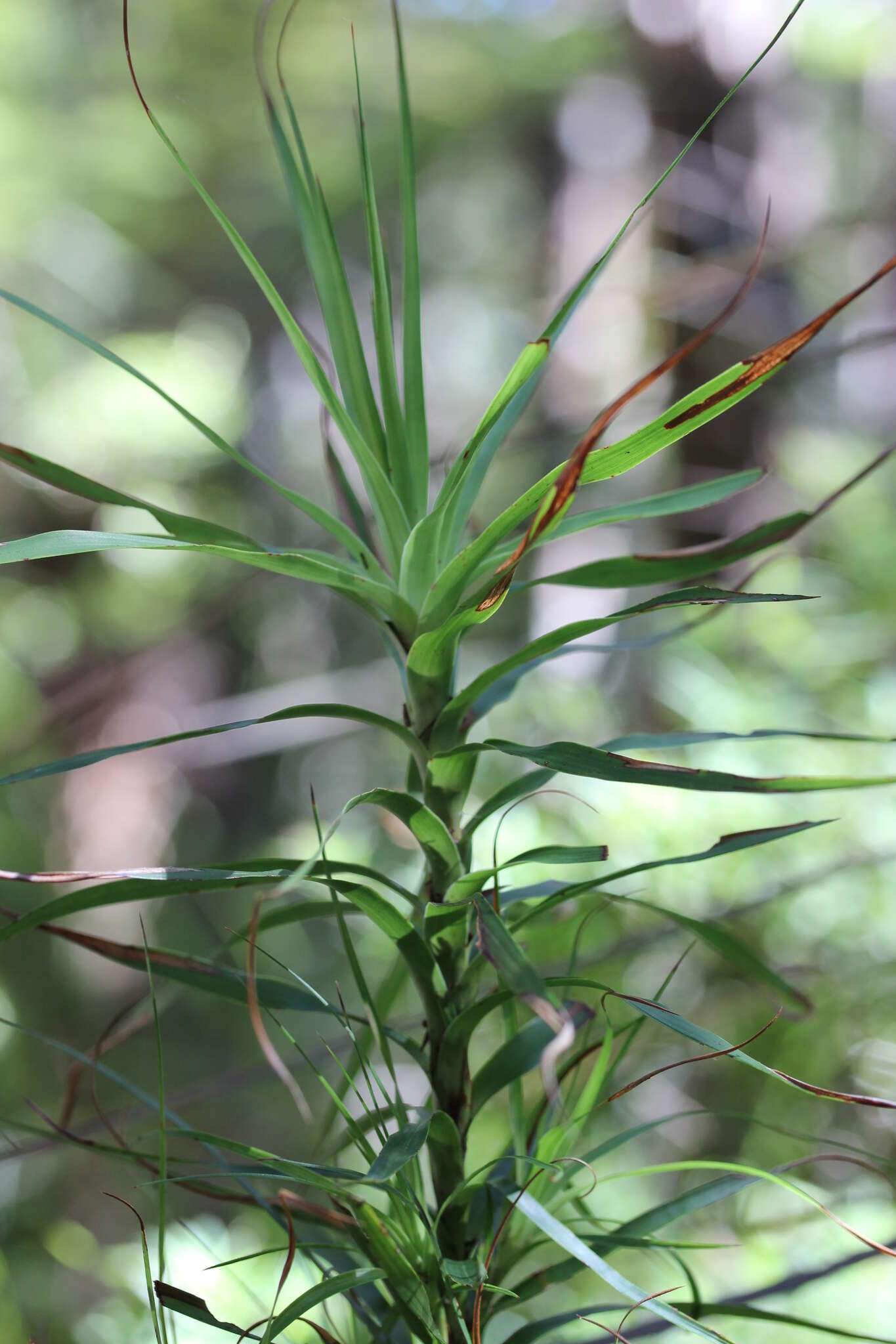 Image de Dracophyllum sinclairii Cheeseman