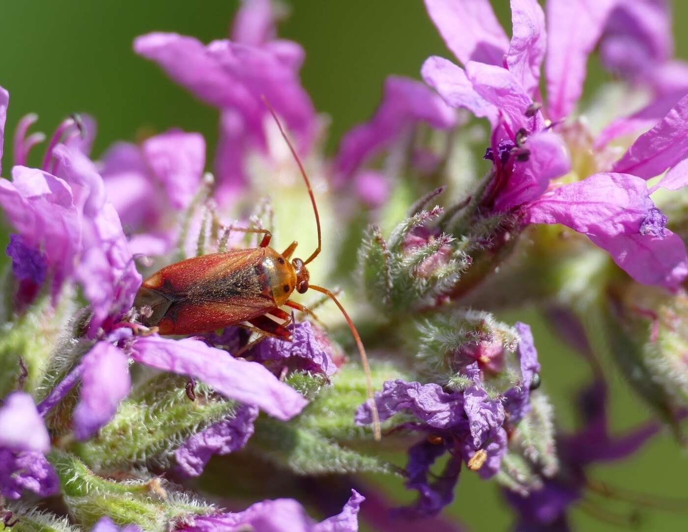 Image of Adelphocoris ticinensis (Meyer-Dur 1843)