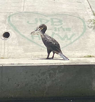 Image of Phalacrocorax auritus floridanus (Audubon 1835)