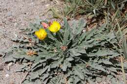 Image of Tansy-Leaf Goldeneggs