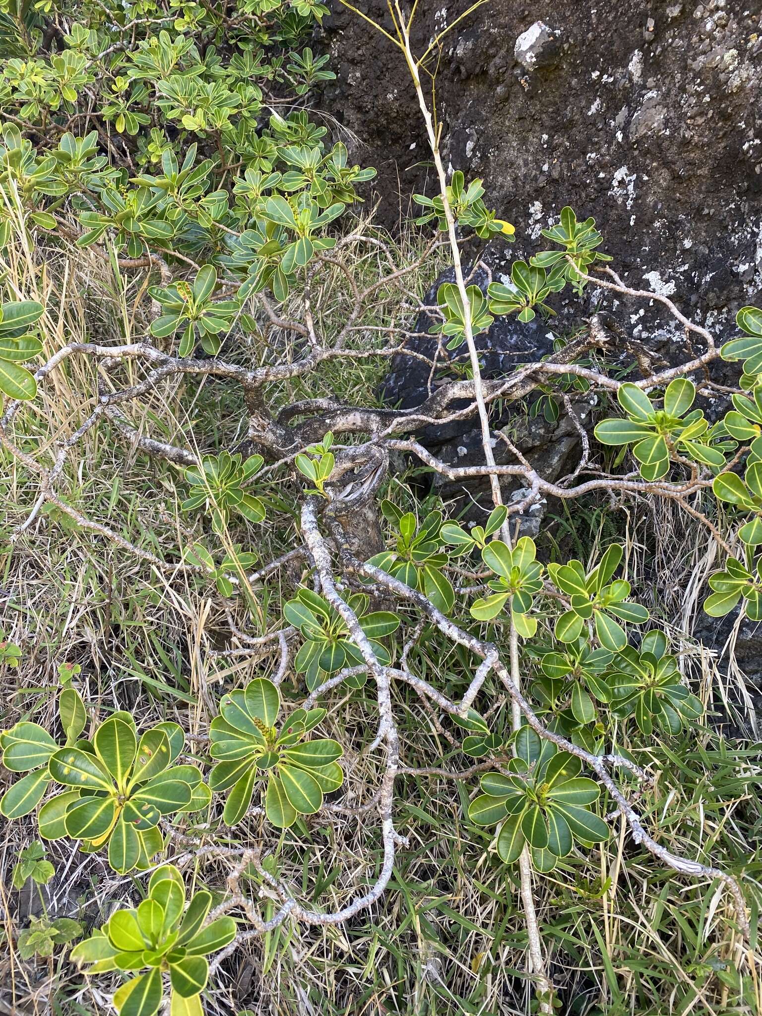 Image de Stillingia lineata (Lam.) Müll. Arg.