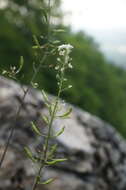 Image of Sobolewskia sibirica (Willd.) P. W. Ball