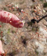 Imagem de Pharnaceum ciliare Adamson