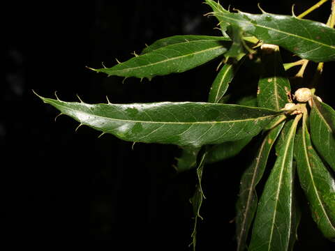 Quercus cortesii Liebm.的图像